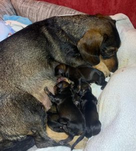 Dackel Zora mit 7 Welpen