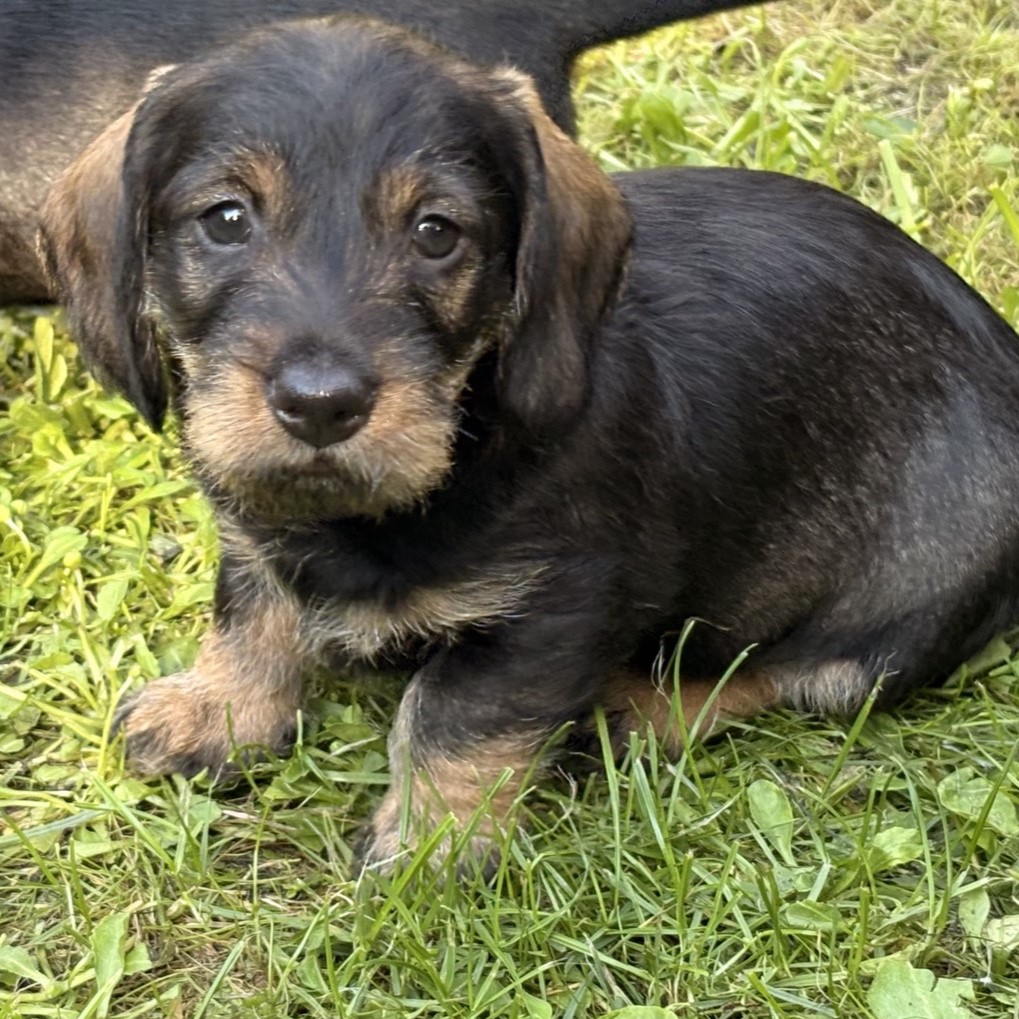 Besset_1a